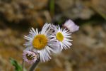 PICTURES/Pigeon Mountain - Wildflowers in The Pocket/t_P1000633.JPG